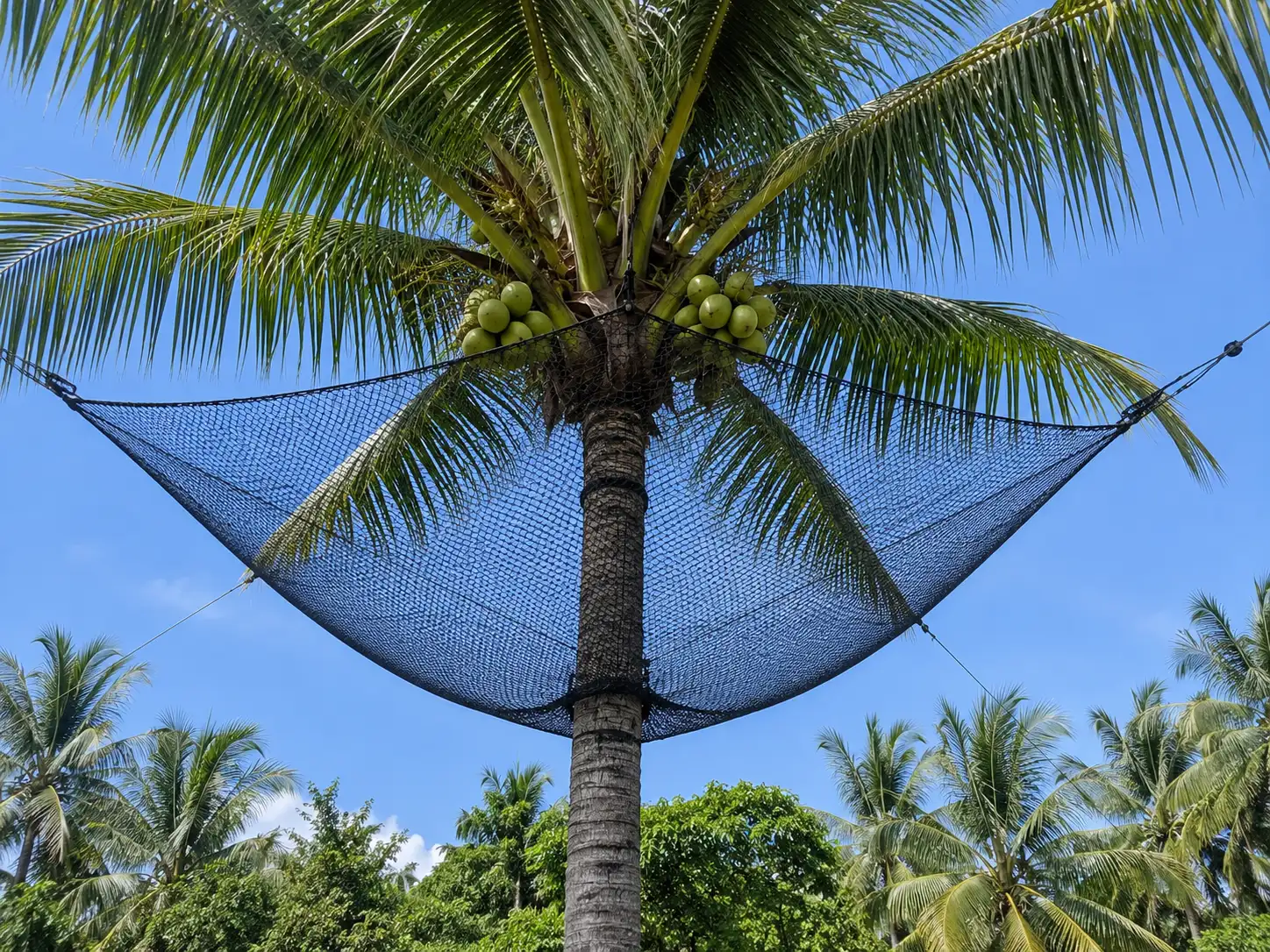 Coconut Tree Safety Nets Hyderabad